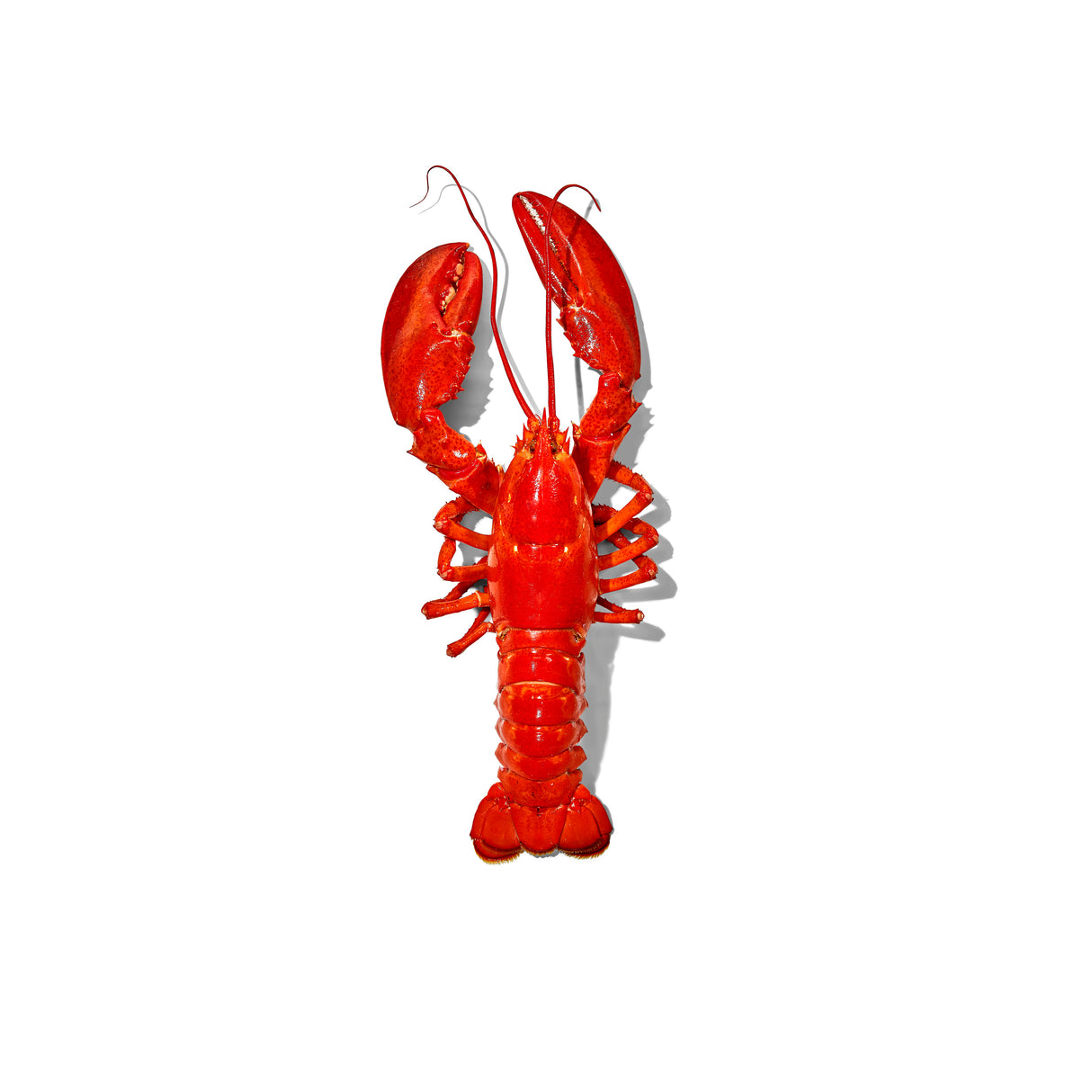 Seafood Scissors