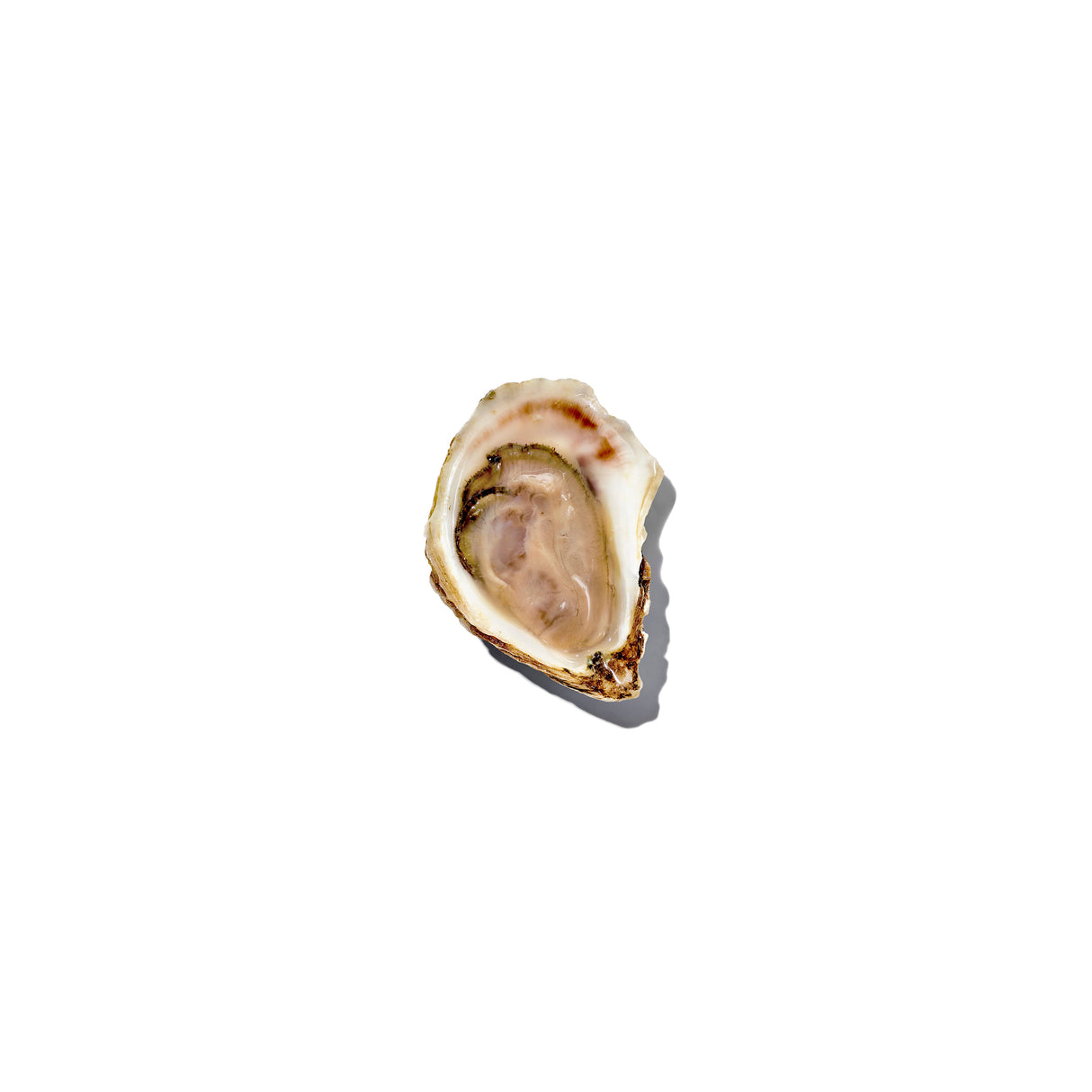 Oyster Knife
