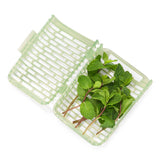 GreenSaver™ Herb Keeper - Small