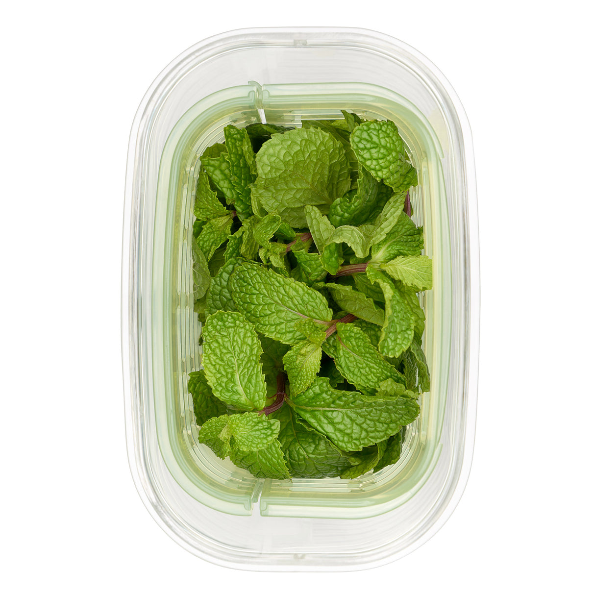 GreenSaver™ Herb Keeper - Small